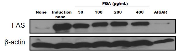 FAS의 발현에 대한에 대한 PGA의 억제 효과