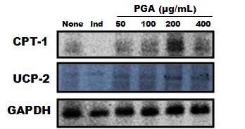 CPT-1과 UCP-2의 발현에 대한 PGA의 효과