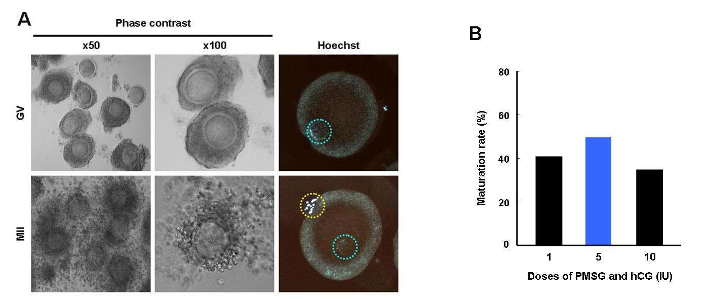 Cynomolgus 원숭이의 난자의 체외성숙에 대한 성선자극호르몬의 효과