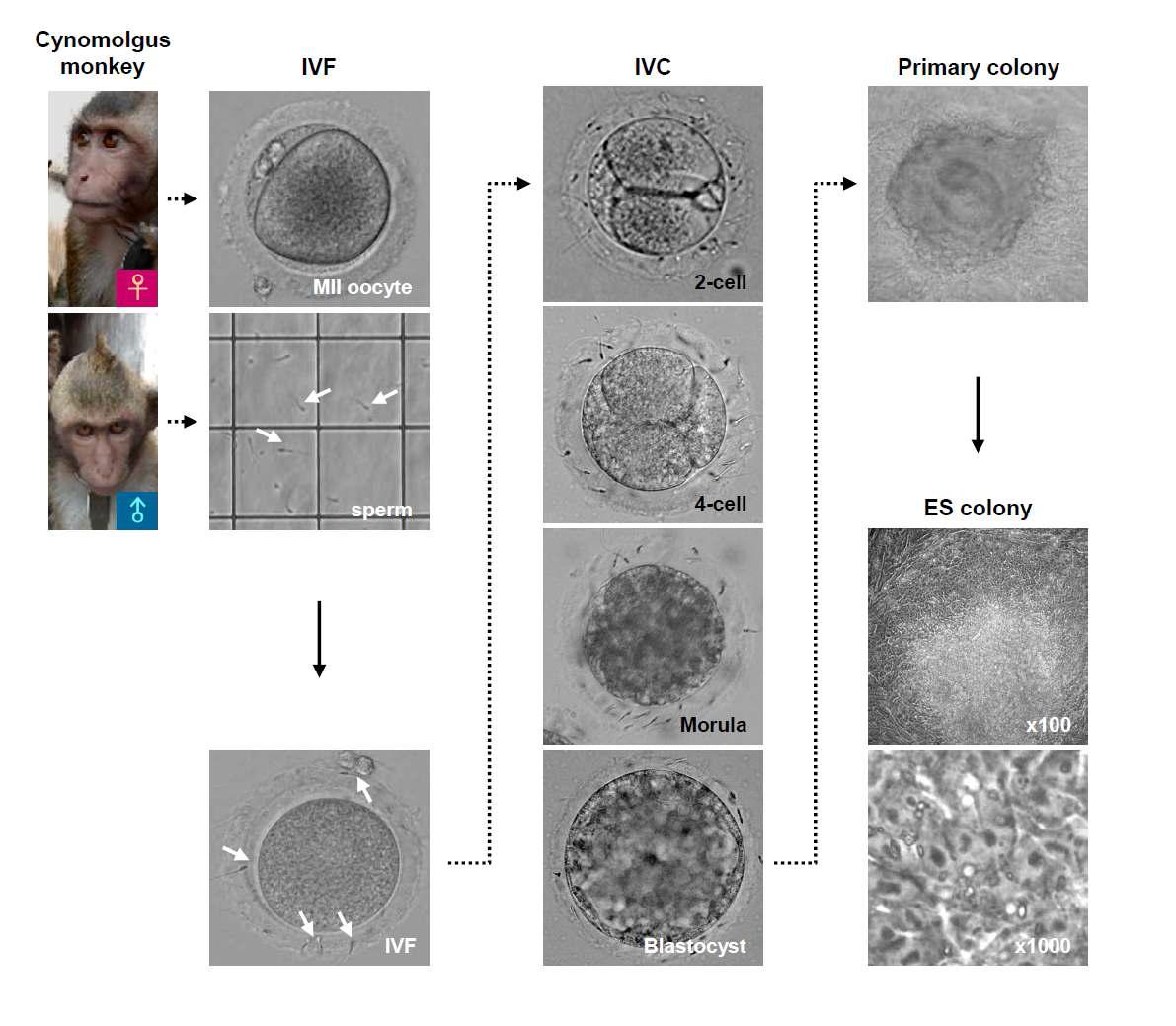 Cynomolgus 원숭이 배아줄기세포 개발과정 모식도.