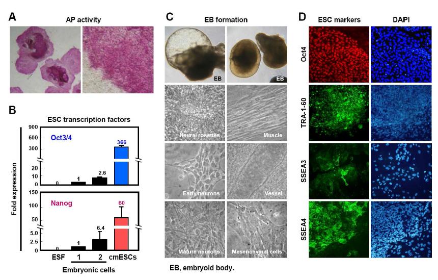 Cynomolgus 원숭이 배아줄기세포 in vitro 특성 검증.