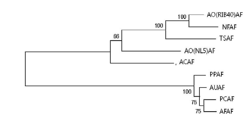 Phylogenetic tree of putative arabinofuranosidase genes, AO(RIB40)AF, A Fase from Aspergillus oryz ae RIB40.