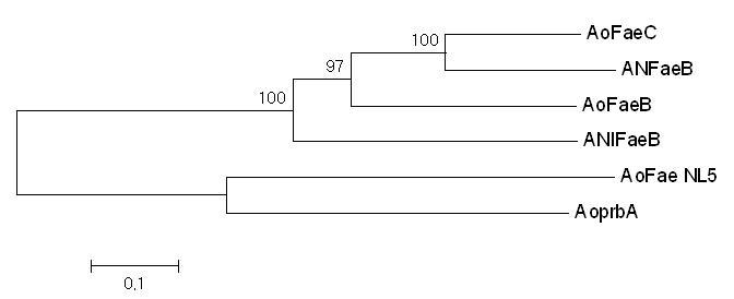 Phylogenetic tree of putative feruloyl esterase genes, AoFaeC, Aspergillus oryz ae feruloyl esterase C (X P_001819091)