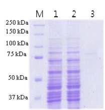 SDS-PAGE analysis. The proteins were separated by 10%SDS-PAGE gel and stained with coomassie blue.