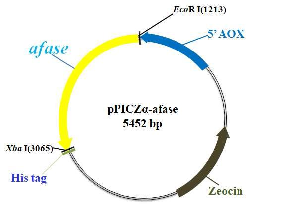 Expression vector, pPICZa-afase used for expression in P ichia pastoris.