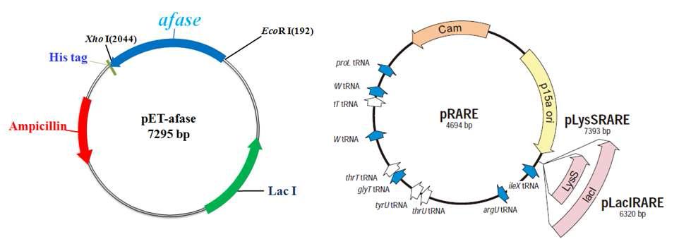 Vector Map of express vector, pET-afase and pRARE vector in rosetta gami.