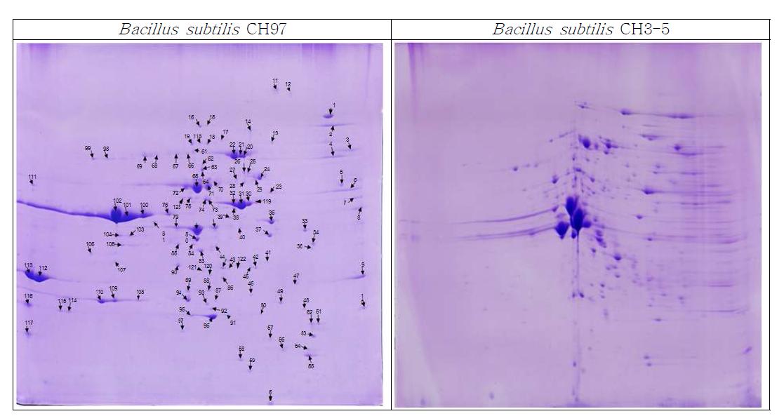 2-D gel secretome of Bacillus subtilis species.