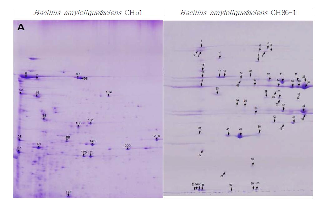 2-D gel profiles of the secretomes of Bacillus amyloliquefaciens strains.