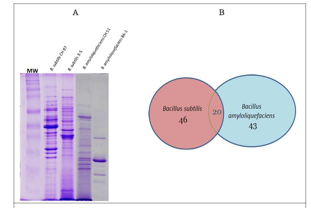 1-D image of four strains of Bacillus sp (A) and overlapping of extracellular proteomes of B. subtilis and B. amyloliquefaciens.