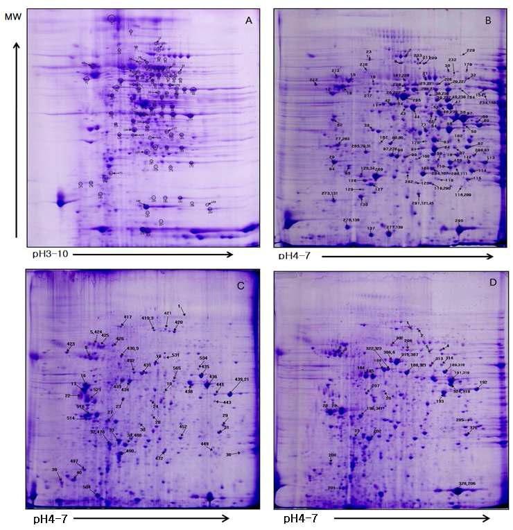 2-D gel containing intestinal proteins from a pool of designated group of small intestinal mucosa samples stained with coomassie blue.