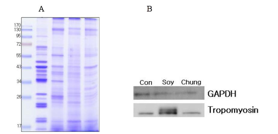 Western blot of tropomyosin in intestinal surface with and without soy treatment.