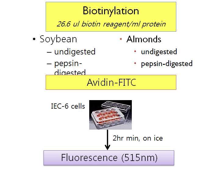 Ligand-binding study scheme using FITC-labeled protein.