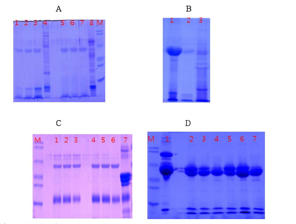 Analysis of pepsin-resistant rice proteins.