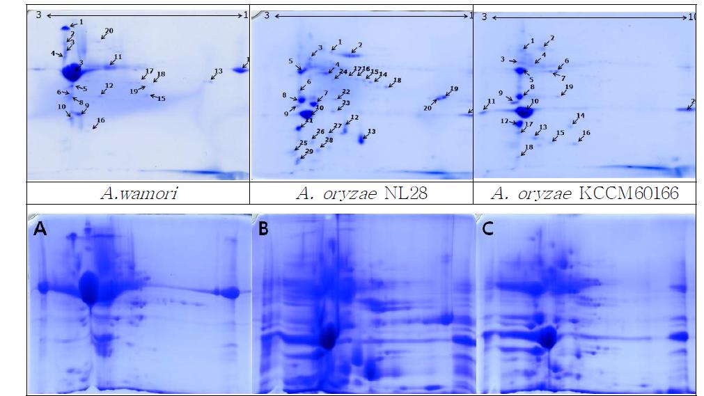 Secretome of (A) A.wamori , (B) NL28 and (C) KCCM60166 separated on 2-DE with pH 4-7.