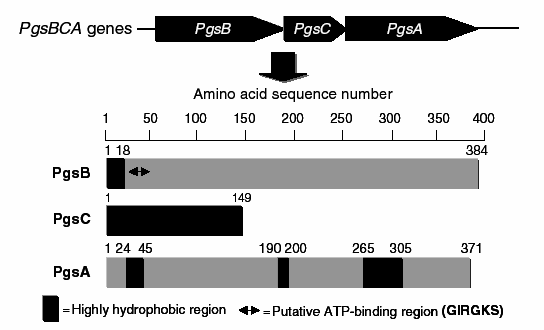 Genes responsible for γ-PGA production in Bacilli.