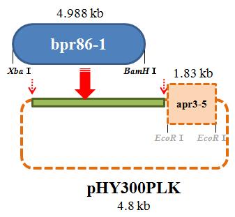 The strategy showing the construction of a pHY300PLK derivativecontaining both aprE3-5 and bpr86-1