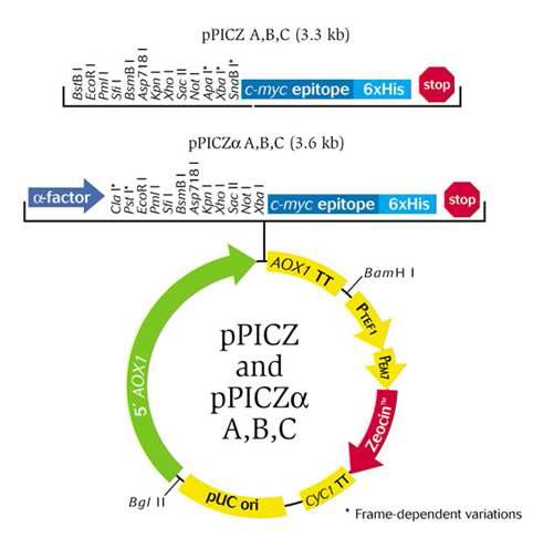 Map of expression vector, pPICZɑ, used in this study