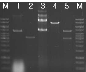 Restriction digests for pg sB CA gene amplified by PCR.