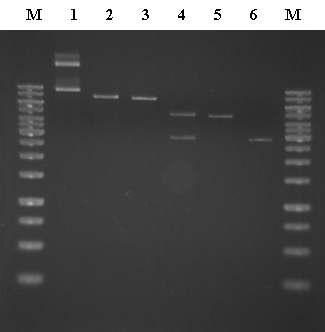 Restriction enzyme digests of pGA k.