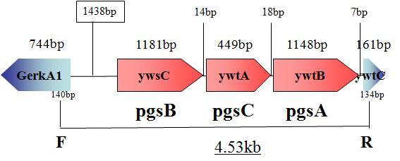 Organization of cloned pg sB CA genes in pGA k23