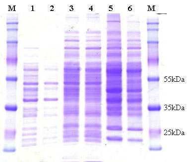 SDS-PAGE of protein samples from B. subtilis WB600 TF.