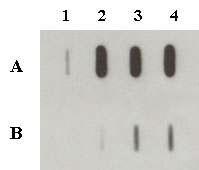 Slot blot of RNA samples from E. coli BL21 TFs.