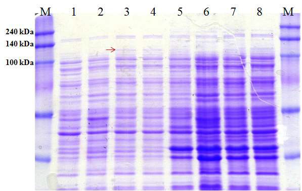 SDS-PA GE for protein samples from E . coli BL21(DE3)[pGA k100].