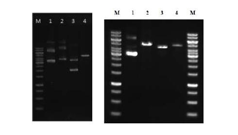 Restriction cut of vectors and pgsB CA genes.