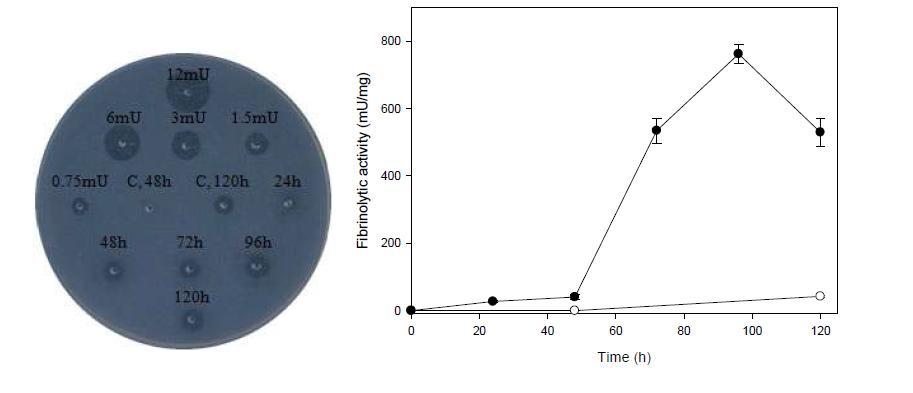 Fibrin plate assay showing fibrinolytic activity of B. subtilis WB600[pHYbpr86-1] during growth at 37 ℃.