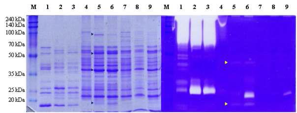 SDS-PAGE (left) and fibrin zymogram (right) of culture supernatant.