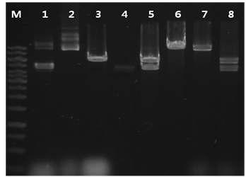 Restriction digestion of pGHk prepared from B. subtilis TF.