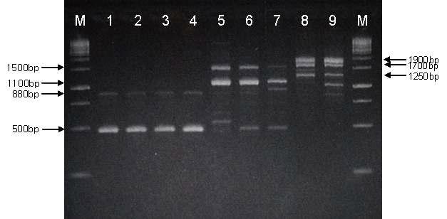 RAPD-PCR patterns of Bacillus strains isolated from Chunggukjang and reference strains.