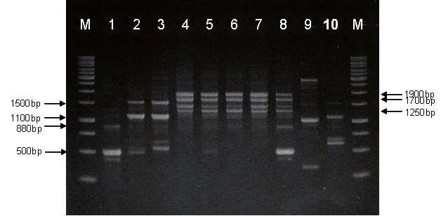 RAPD-PCR patterns of Bacillus reference strains.
