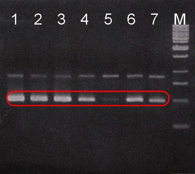 RAPD-PCR profiles of seven B. subtilis reference strains.