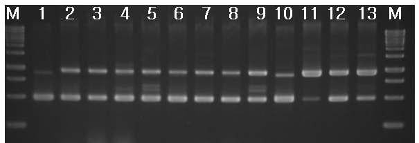 RAPD-PCR of 3 strains isolated from cheonggukjang and standard strains.