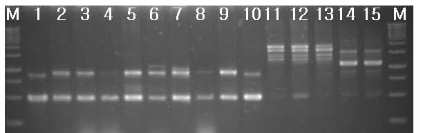 RAPD-PCR results of standard Bacillus strains.