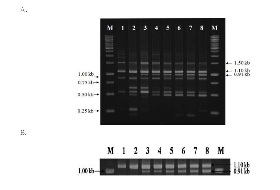 RAPD-PCR patterns of cheonggukjang spiked with B. cereus.