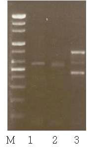 Multiplex PCR.
