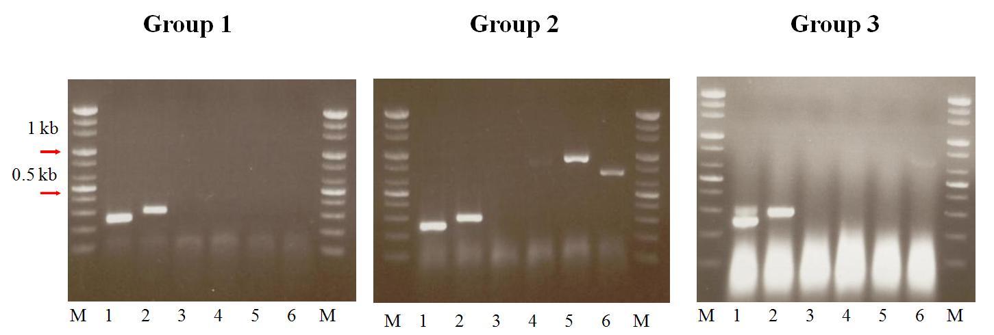 Confirmation of mRNA related aflatoxin biosynthetic pathway by RT-PCR.
