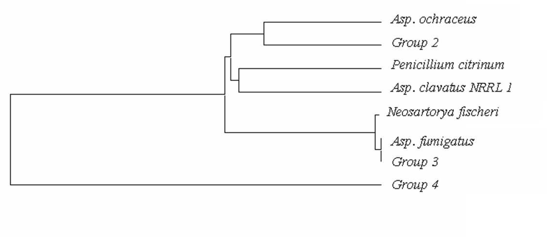 Neighbor-joining phylogenetic tree of HR KS domain PKS