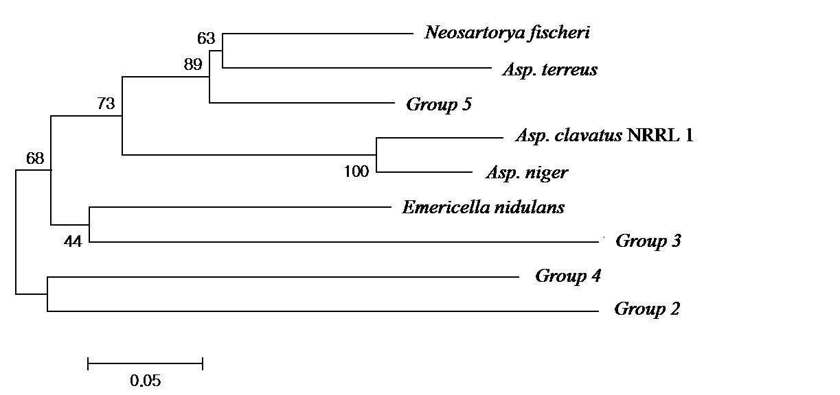 Neighbor-joining phylogenetic tree of NR KS domain PKS inferred by Neighbor-joining method.