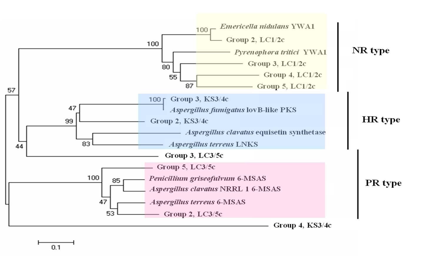 Phylogenetic tree of three KS domains inferred by Neighbor-joining method