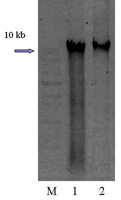 Gel electrophoresis of Aspergillus oryzae FMB-2a genomic DNA.