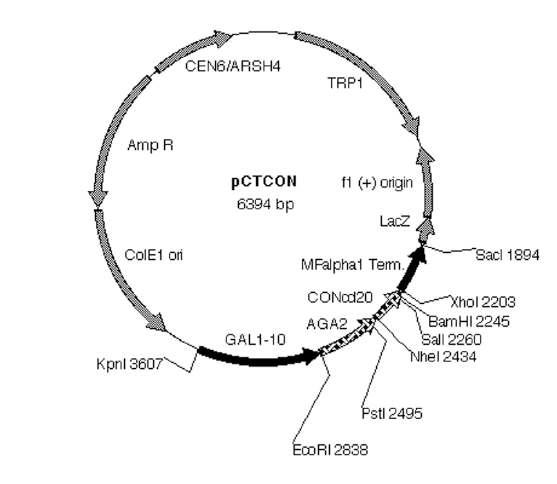 Plasmid map of pCTCON for yeast surface display in this study