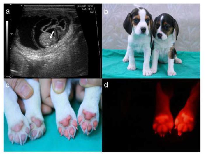 빨강형광복제개의 2세대 (a) 임신진단을 통해 심박 뛰는 것을 확인, (b-d) 빨강형광복제개의 2세대와 일반개의 비교사진