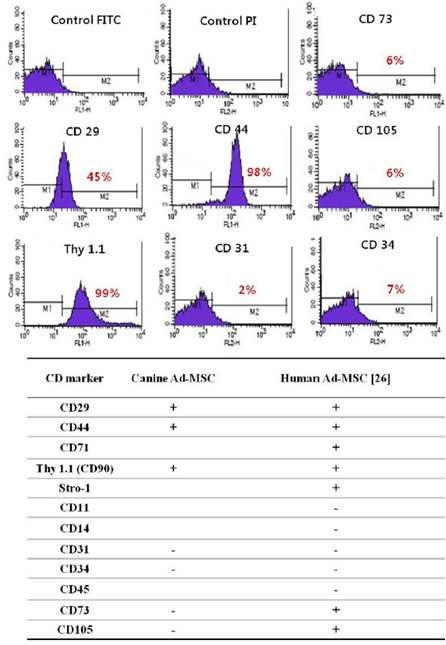 CD29, CD44, Thy1.1, CD31, CD73, CD105, CD34 발현을 알아보기 위한 FACS 분석.