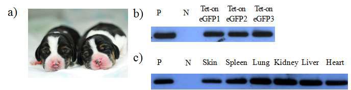 Tet-on eGFP 개에서 외래유전자의 검출