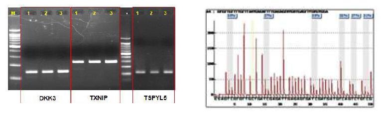 DNA methylation % of specific genes (TSPYL5, TXNIP, DKK3) in γ-radiation-resistant cell lines