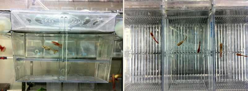 Mating of adult male and female guppy in the mating cage.