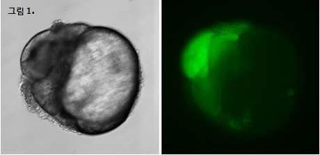 Abnormalities observed in cloned embryos under a fluorescence microscope, 100X